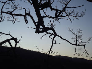 Twilight Branches