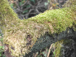 Branch of Moss