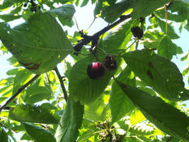 Cherries #6