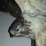 Buzzard detail