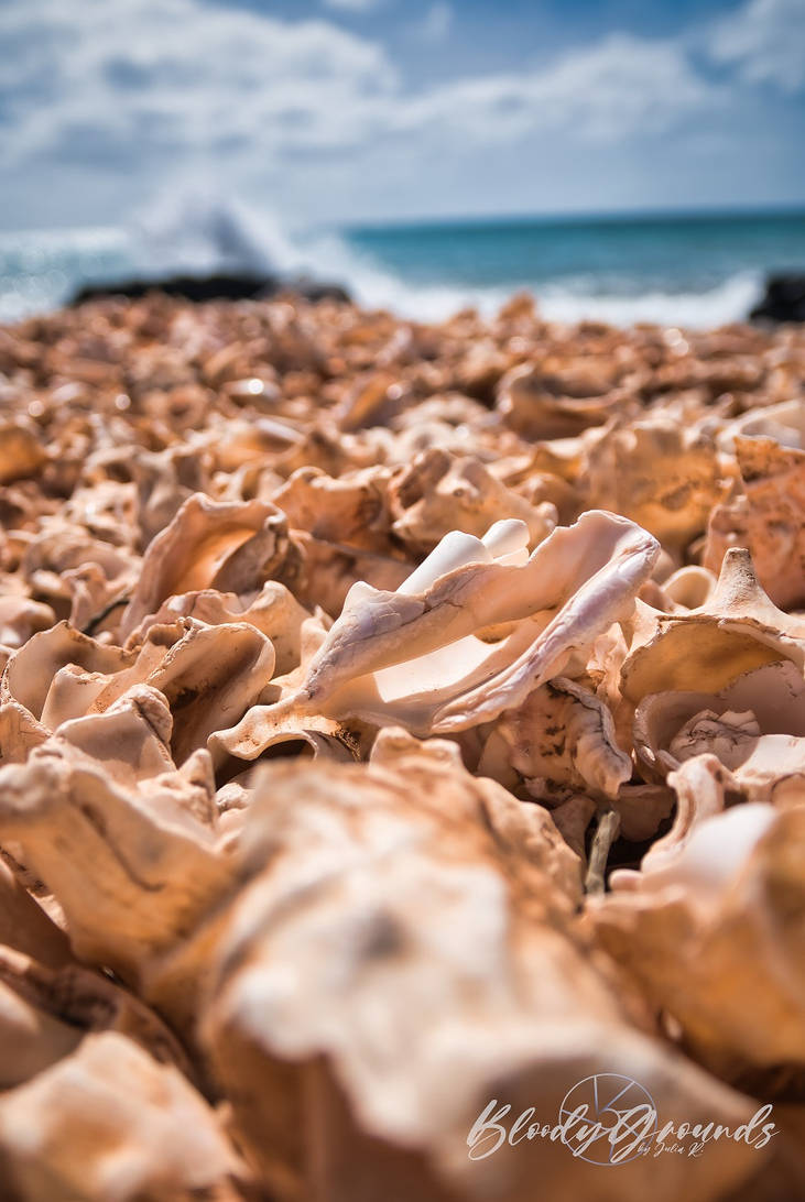 Shell grave by BloodyGrounds on DeviantArt