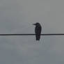 bird on the wire