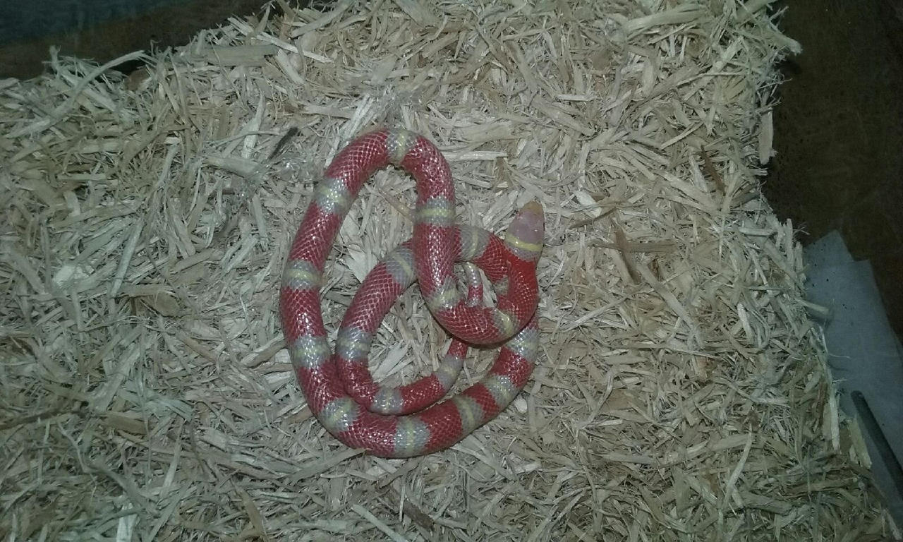 Sunna's first shed