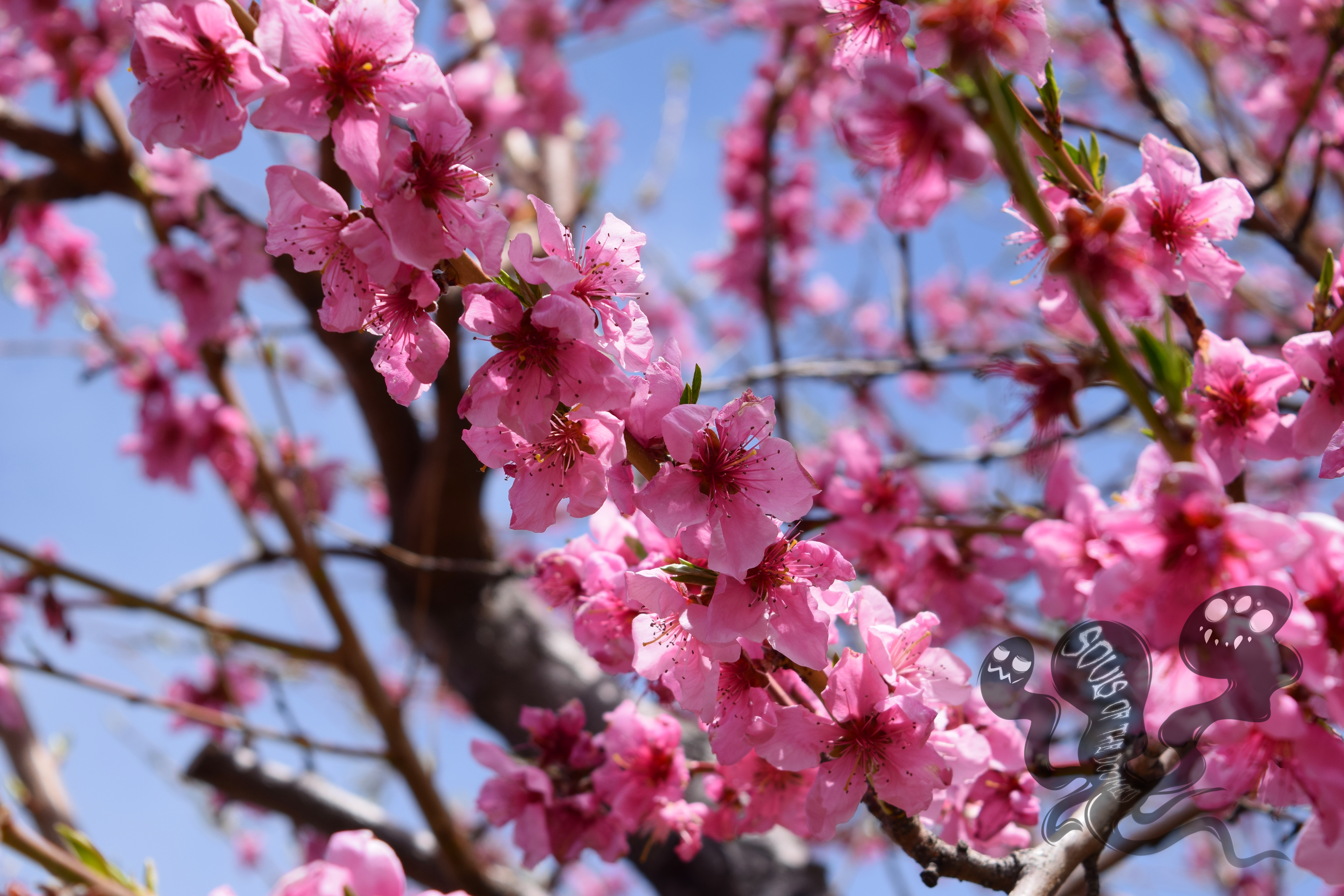 Spring blossoms