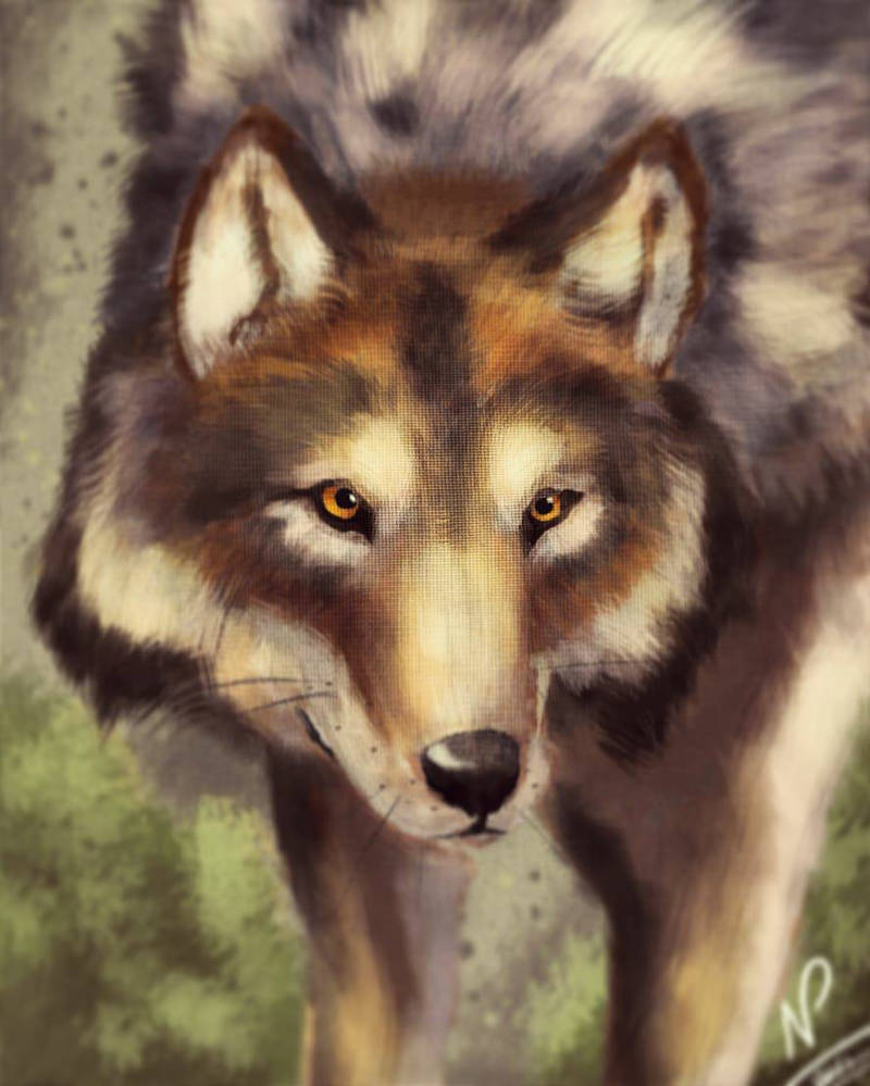 Wolf By NikhilVyas On DeviantArt