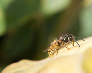 Macro Wasp