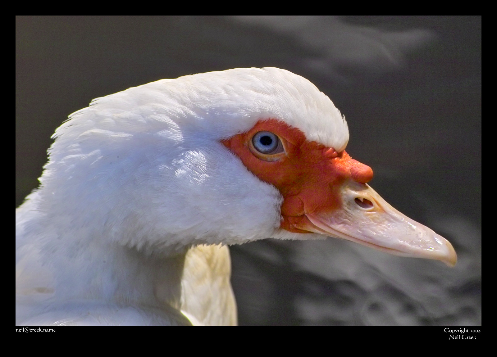 Blue-eyed, red-faced