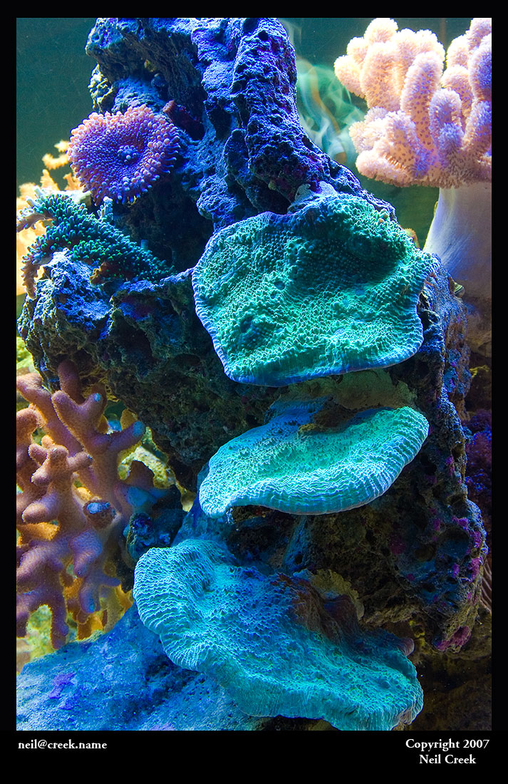 Reef tank under actinics