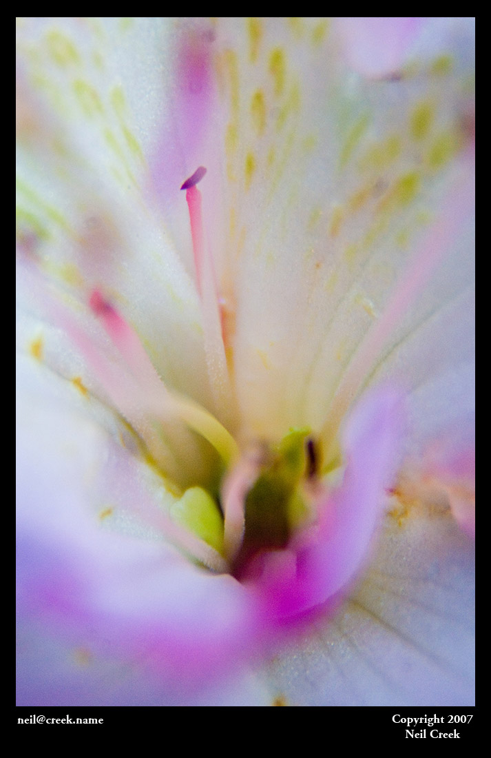 White flower macro