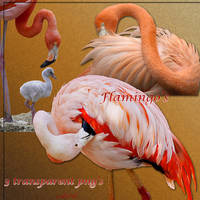 Flamingo's