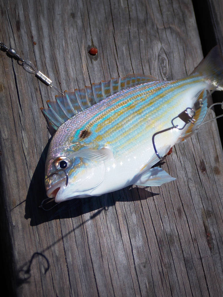 Pinfish by Carolina-Hearts on DeviantArt