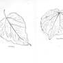 Leaf studies