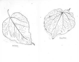 Leaf studies