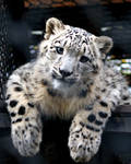 Young Snow Leopard by Vertor