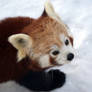 Red Panda 1