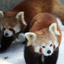 Red Pandas 1