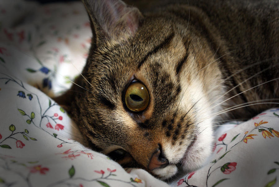Awoken Cat Cat is Wide Awake by Vertor on DeviantArt