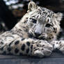 Sweet Snow Leopard