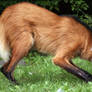 Maned Wolf