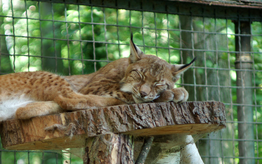 Lynx Nap by Vertor on DeviantArt