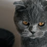 Silver Blue Scottish Fold