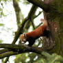 One Small Step For A Red Panda