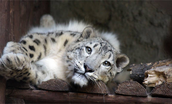 Snow Leopard