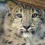 Derpy Snow Leopard