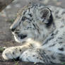 Snow Leopard is waiting