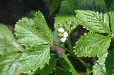 Wild_strawberry