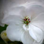 White geranium closeup