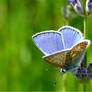 Blue butterfly