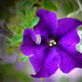 Purple flower