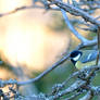 Sits among the branches