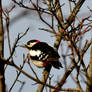 Woodpecker