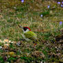 European green woodpecker