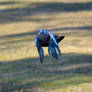 Wood pigeon