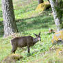 Roe deer