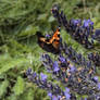 Orange butterfly