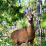 Roe deer