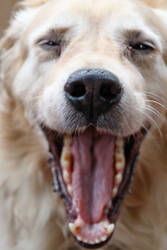 Yawning Dog