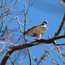 Osprey Hawk having lunch.