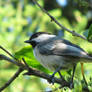 Close Up Chickadee