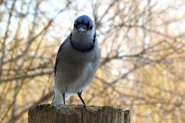 Bluejay