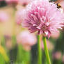 Chives