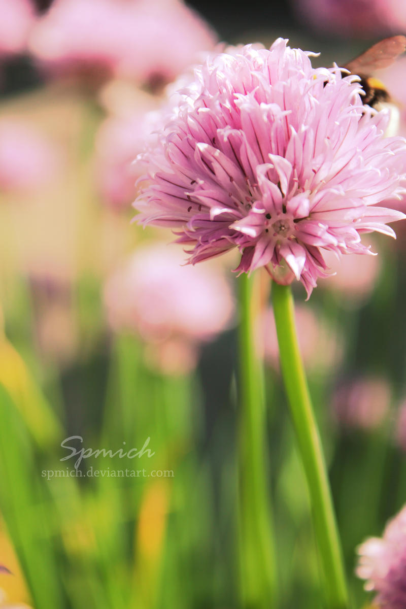 Chives