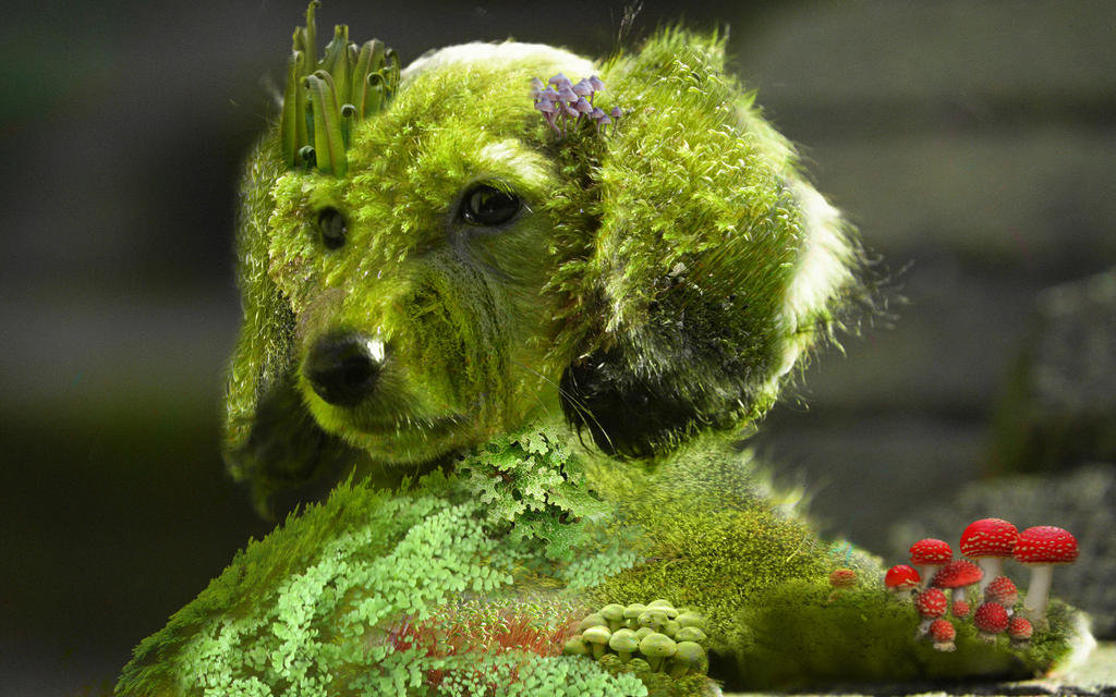 Moss Puppy