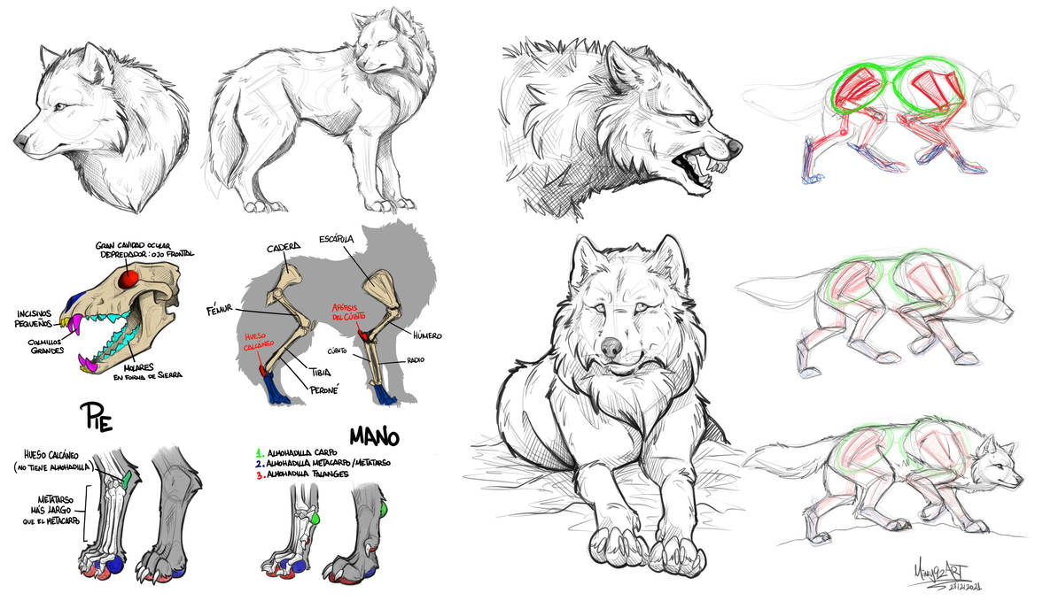 Wolves Claws Wolves and anatomy by Mimy92Sonadow on DeviantArt