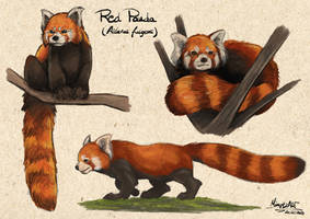 Red Panda process on Procreate