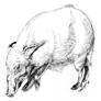 Red River Hog